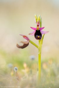 Ophrys bertolonii / Bertolonis Ragwurz / Bertoloni's Bee Orchid