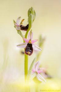 Ophrys bertolonii / Bertolonis Ragwurz / Bertoloni's Bee Orchid