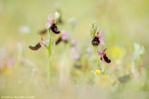 Ophrys bertolonii / Bertolonis Ragwurz / Bertoloni's Bee Orchid