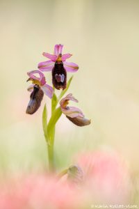 Ophrys bertolonii / Bertolonis Ragwurz / Bertoloni's Bee Orchid