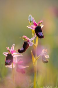 Ophrys bertolonii / Bertolonis Ragwurz / Bertoloni's Bee Orchid