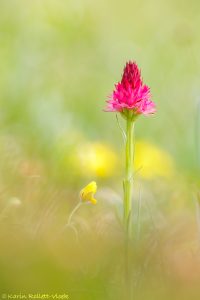 Nigritella bicolor | Zweifarben-Kohlröschen