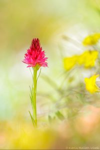 Nigritella bicolor | Zweifarben-Kohlröschen