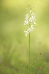 Platanthera bifolia / Zweiblättrige Waldhyazinthe / lesser butterfly-orchid