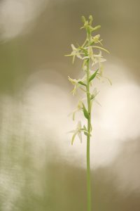 Platanthera bifolia / Zweiblättrige Waldhyazinthe / lesser butterfly-orchid