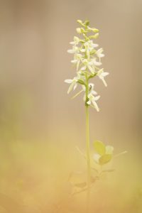 Platanthera bifolia / Zweiblättrige Waldhyazinthe / lesser butterfly-orchid