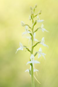 Platanthera bifolia / Zweiblättrige Waldhyazinthe / lesser butterfly-orchid