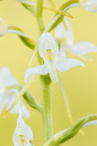 Platanthera bifolia / Zweiblättrige Waldhyazinthe / lesser butterfly-orchid