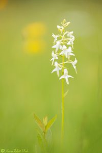 Platanthera bifolia / Zweiblättrige Waldhyazinthe / lesser butterfly-orchid