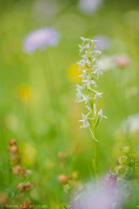 Platanthera bifolia / Zweiblättrige Waldhyazinthe / lesser butterfly-orchid