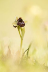 Ophrys bombyliflora / Drohnen-Ragwurz / Bumble bee orchid