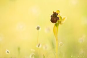 Ophrys bombyliflora / Drohnen-Ragwurz / Bumble bee orchid