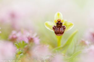 Ophrys bombyliflora / Drohnen-Ragwurz / Bumble bee orchid