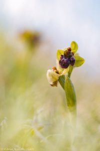 Ophrys bombyliflora / Drohnen-Ragwurz / Bumble bee orchid