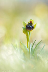 Ophrys bombyliflora / Drohnen-Ragwurz / Bumble bee orchid