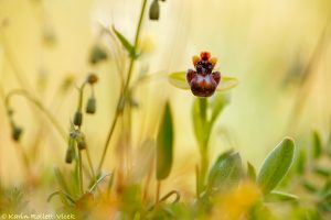 Ophrys bombyliflora / Drohnen-Ragwurz / Bumble bee orchid