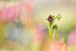 Ophrys bombyliflora / Drohnen-Ragwurz / Bumble bee orchid