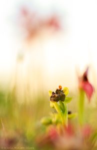 Ophrys bombyliflora / Drohnen-Ragwurz / Bumble bee orchid