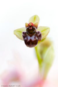 Ophrys bombyliflora / Drohnen-Ragwurz / Bumble bee orchid