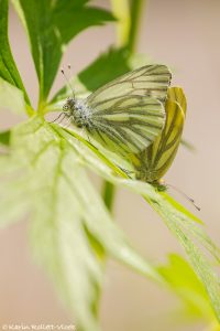 Pieris bryoniae / Bergweißling / Mountain green-veined white