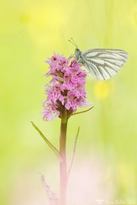 Pieris bryoniae / Bergweißling / Mountain green-veined white