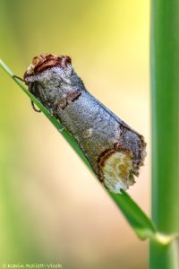 Phalera bucephala / Mondfleck, Mondvogel / buff-tip