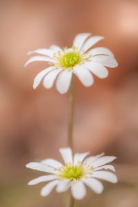 Callianthemum anemonoides / Windröschen-Schmuckblume