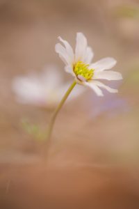 Callianthemum anemonoides / Windröschen-Schmuckblume