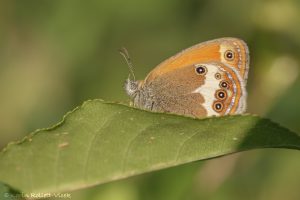 Coenonympha arcania / Weißbindiges Wiesenvögelchen / Pearly heath