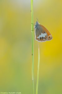 Coenonympha arcania / Weißbindiges Wiesenvögelchen / Pearly heath