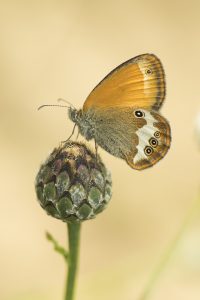 Weißbindiges Wiesenvögelchen/ Coenonympha arcania/ Pearly heat