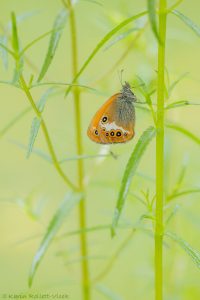 Coenonympha arcania / Weißbindiges Wiesenvögelchen / Pearly heath