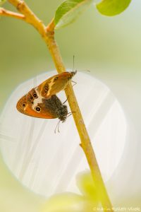 Coenonympha arcania / Weißbindiges Wiesenvögelchen / Pearly heath