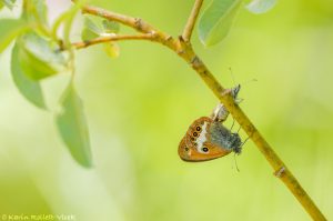 Coenonympha arcania / Weißbindiges Wiesenvögelchen / Pearly heath