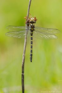 Cordulegaster bidentata / Gestreifte Quelljungfer