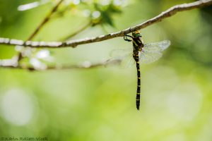 Cordulegaster bidentata / Gestreifte Quelljungfer