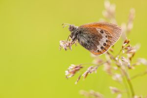 Coenonympha gardetta / Alpen-Wiesenvögelchen / Alpine heath