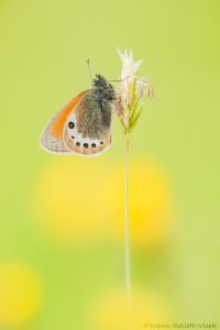 Coenonympha gardetta / Alpen-Wiesenvögelchen / Alpine heath