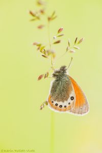 Coenonympha gardetta / Alpen-Wiesenvögelchen / Alpine heath