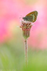 Coenonympha gardetta / Alpen-Wiesenvögelchen / Alpine heath