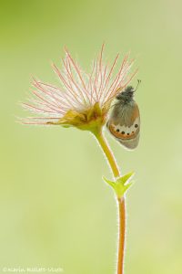 Coenonympha gardetta / Alpen-Wiesenvögelchen / Alpine heath