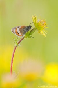 Coenonympha gardetta / Alpen-Wiesenvögelchen / Alpine heath