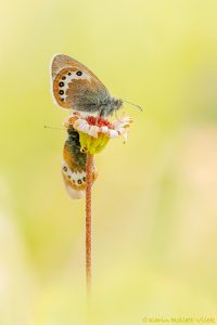 Coenonympha gardetta / Alpen-Wiesenvögelchen / Alpine heath