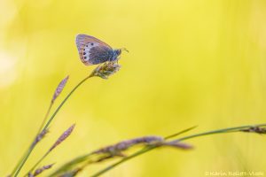 Coenonympha gardetta / Alpen-Wiesenvögelchen / Alpine heath