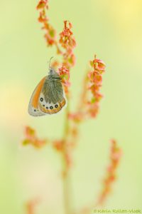 Coenonympha gardetta / Alpen-Wiesenvögelchen / Alpine heath