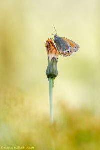 Coenonympha gardetta / Alpen-Wiesenvögelchen / Alpine heath