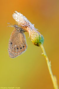 Coenonympha glycerion / Rotbraunes Wiesenvögelchen / Chestnut heath