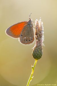 Coenonympha glycerion / Rotbraunes Wiesenvögelchen / Chestnut heath