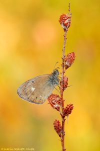 Coenonympha glycerion / Rotbraunes Wiesenvögelchen / Chestnut heath