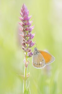 Coenonympha glycerion / Rotbraunes Wiesenvögelchen / Chestnut heath